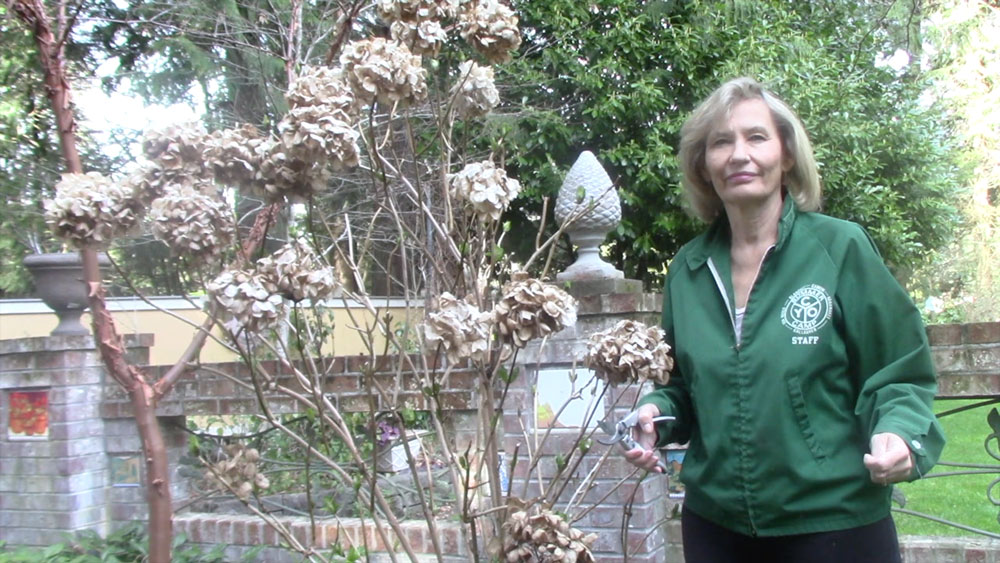 Marianne Binetti demonstrates the details for pruning hydrangeas, and why feeding them is important if you want bigger and brighter blooms this summer.
