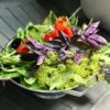 growing herbs in pots