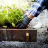 planting victory garden lettuce crop