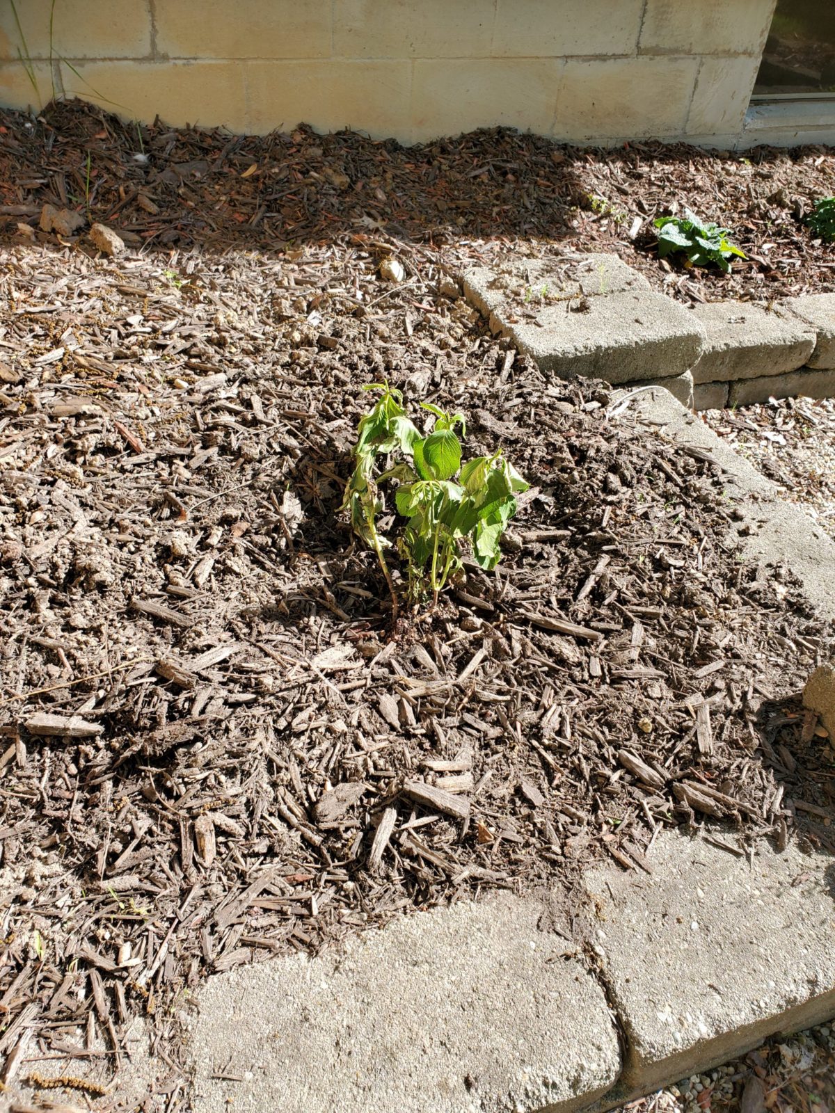 Dying Hydrangea Planters Place