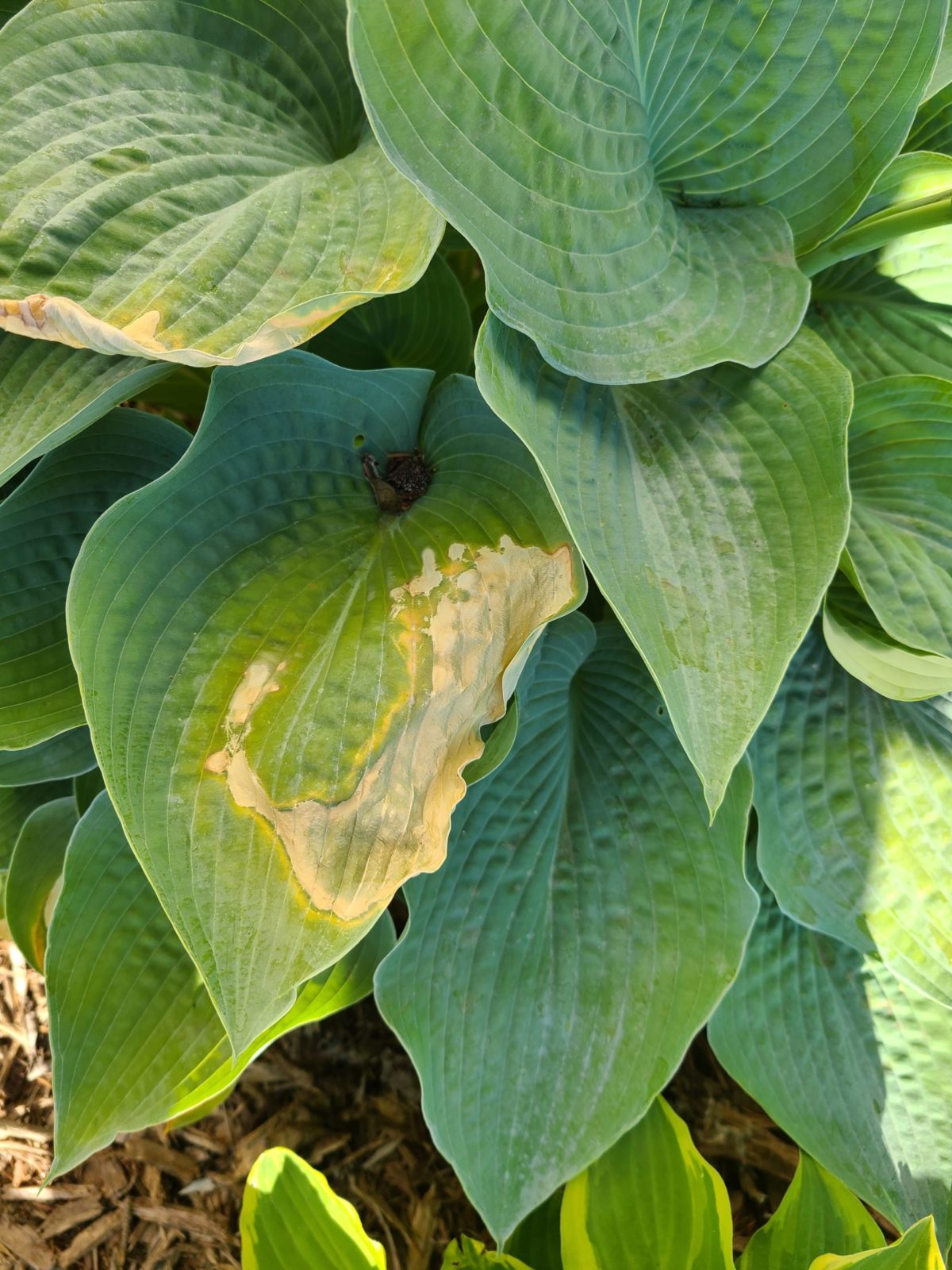 My Hostas have problems - Planters Place