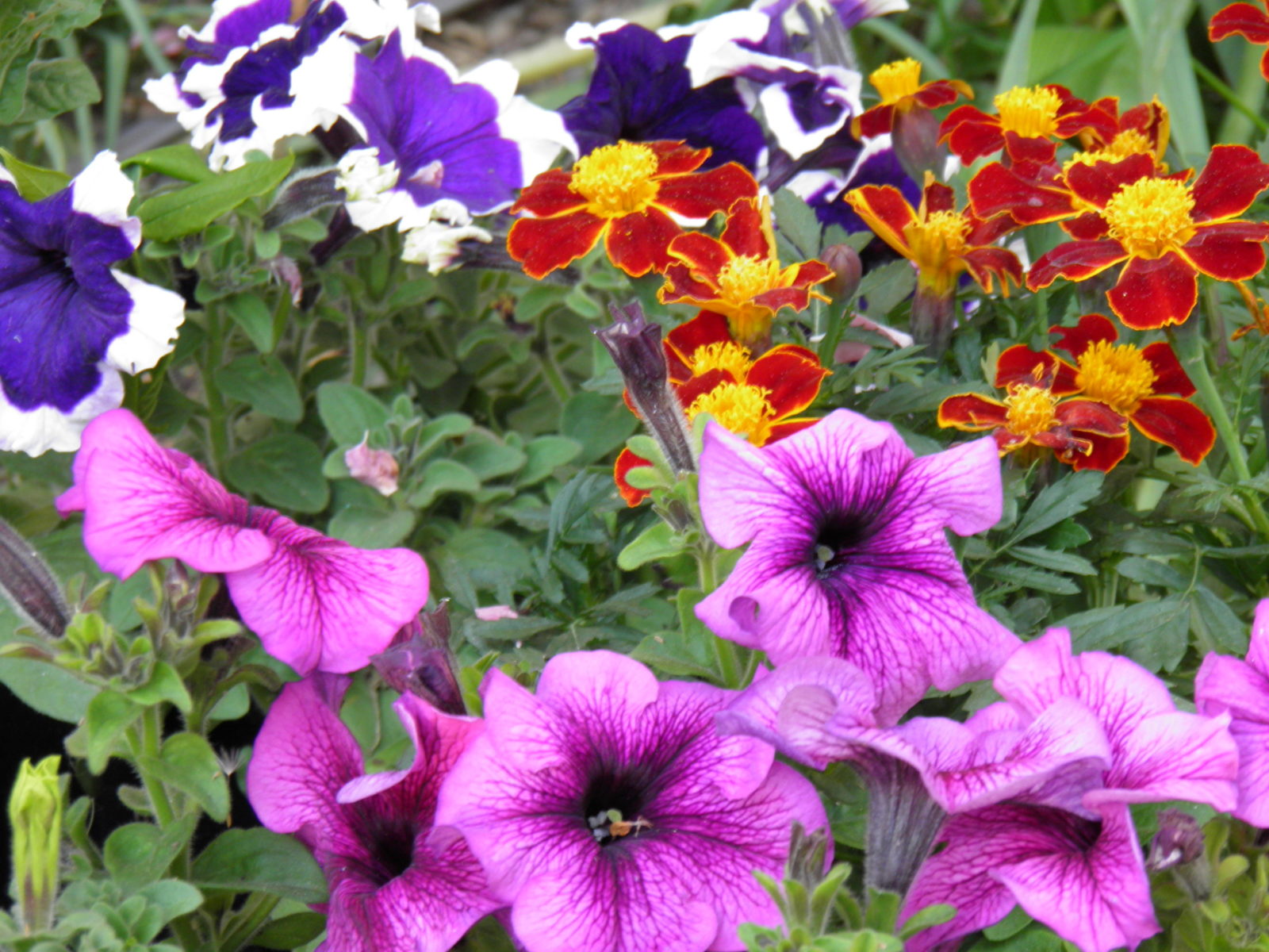 How To Fill A Flower Box