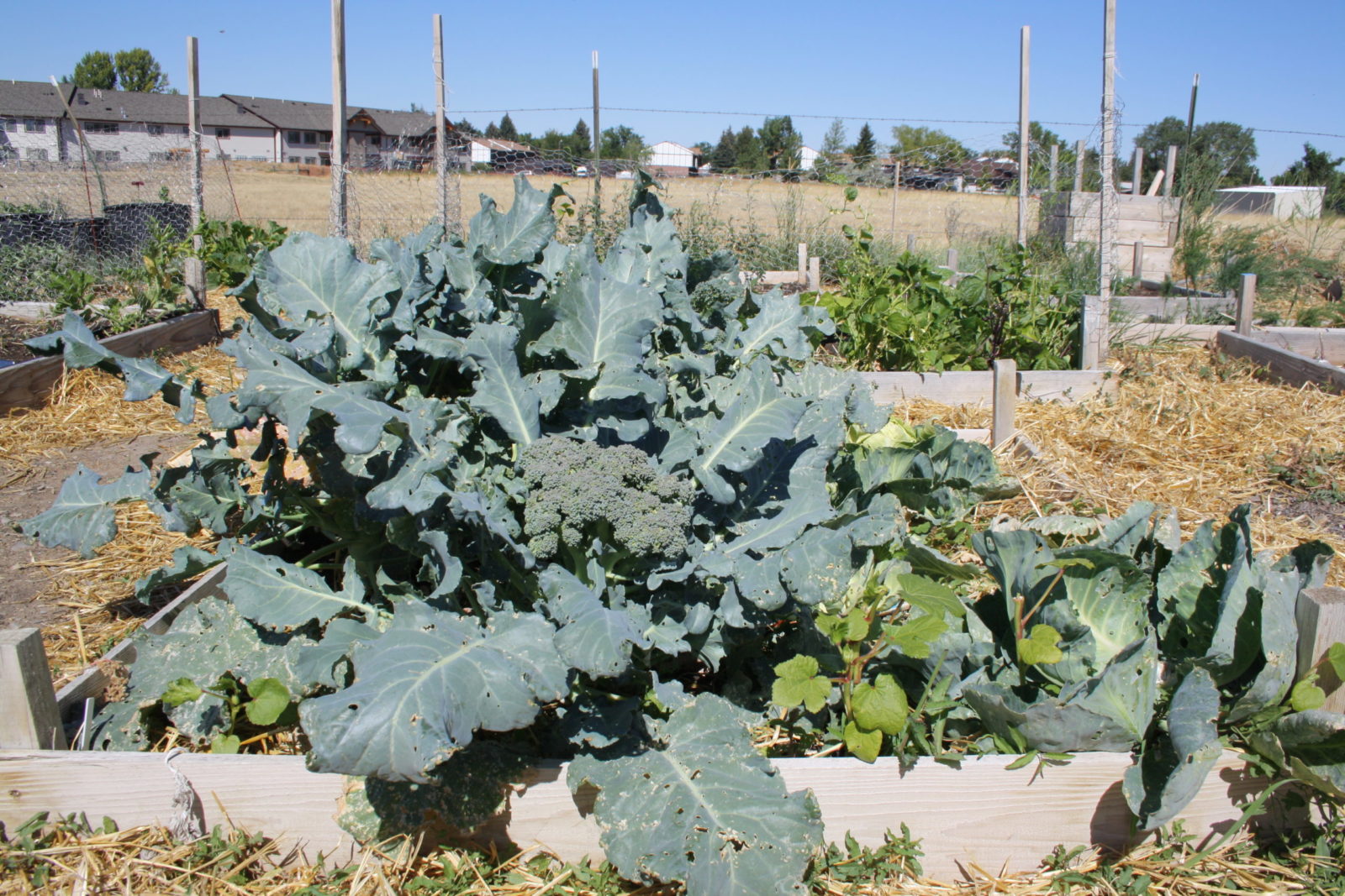 raised garden bed