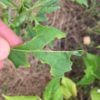 Japanese beetle damage on pepper plant
