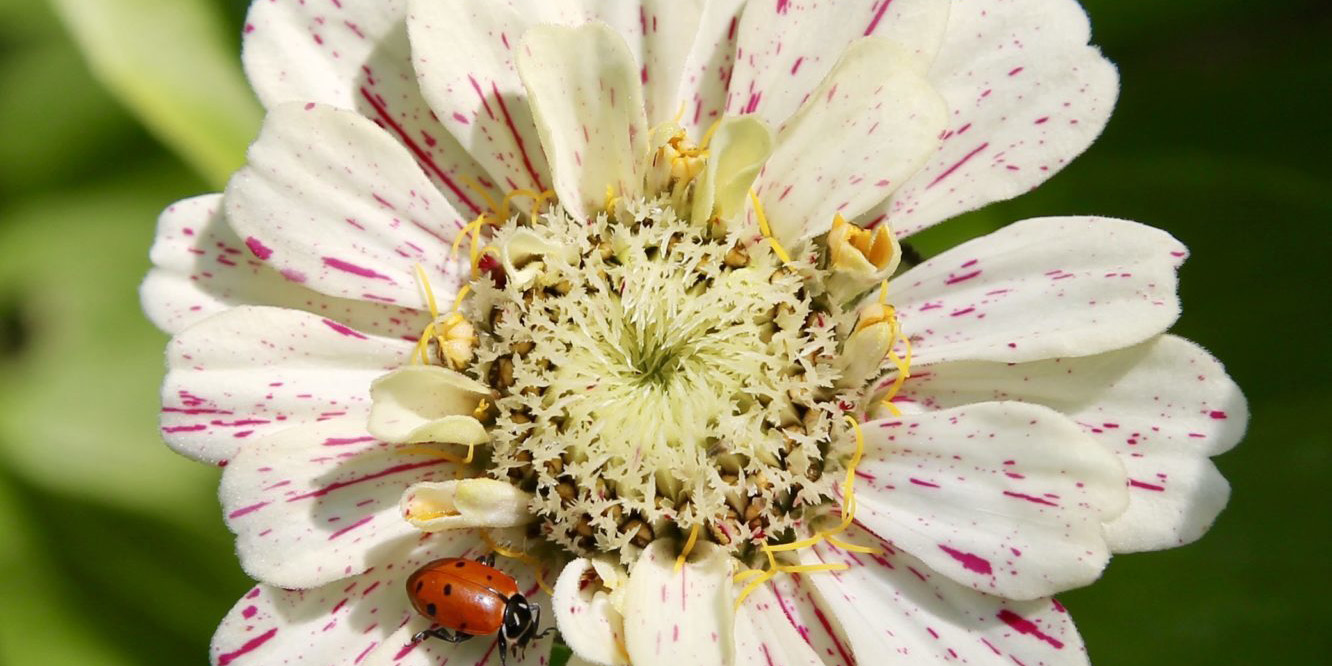 Insect Archives - Planters Place
