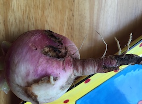 purple and white globe turnip with a root maggot coming out of a surface scar.