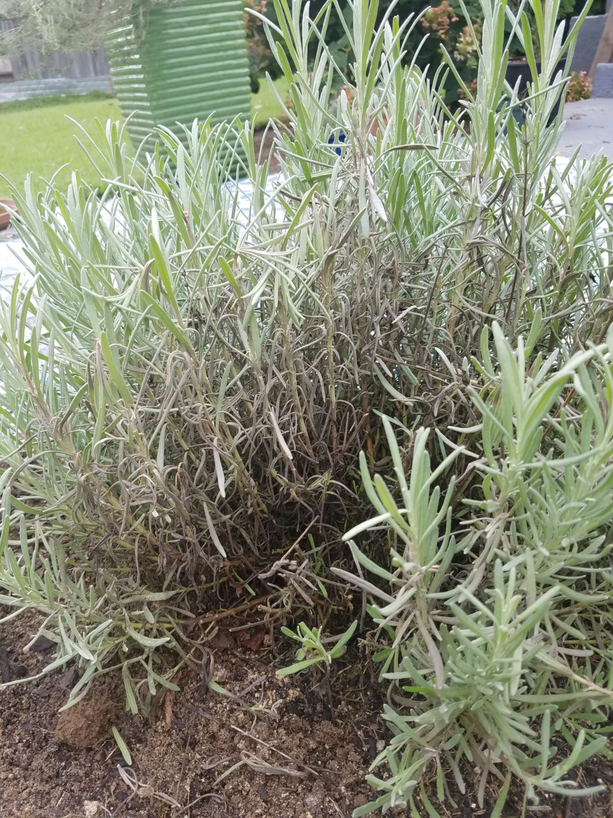 Lavender suddenly dying Planters Place