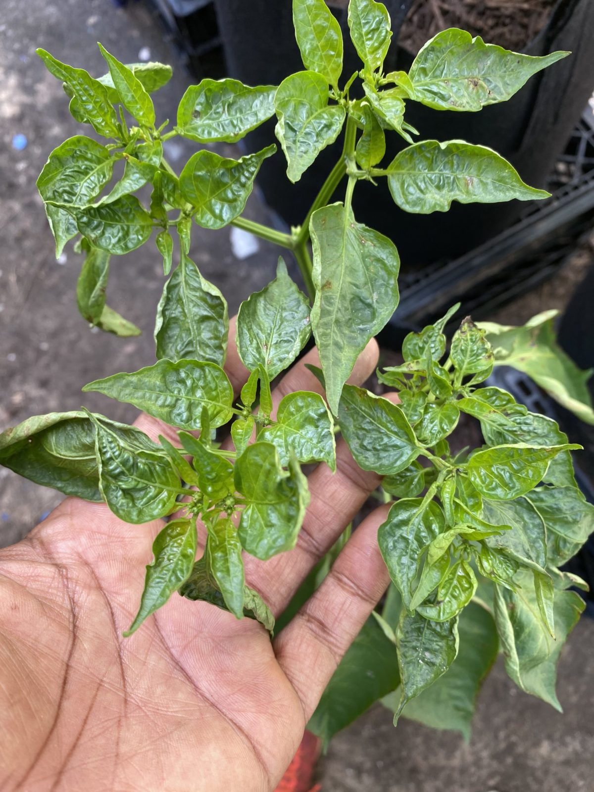 Upward Curling on Pepper Plants Leaves after Heavy Rains - Planters Place