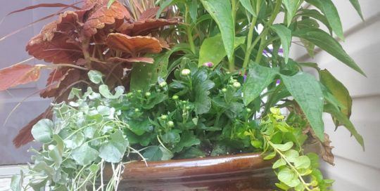 Thriller, spiller, filler with pollinator-friendly plants