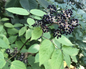 Aralia - Sun King