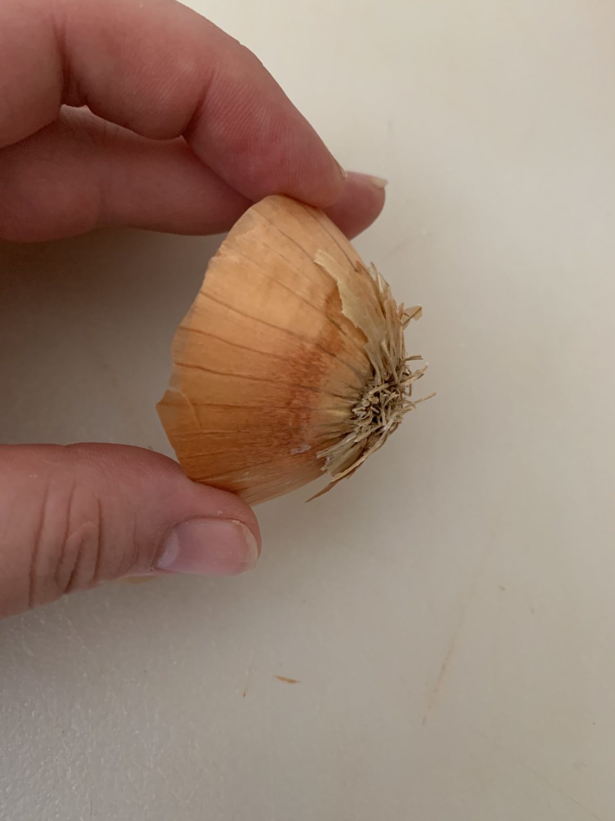 Onion Root