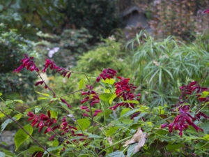 Salvia van houttei