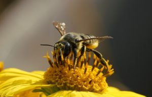 Leafcutter bee covered in pollen