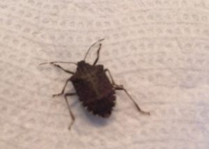 A picture of a stinkbug