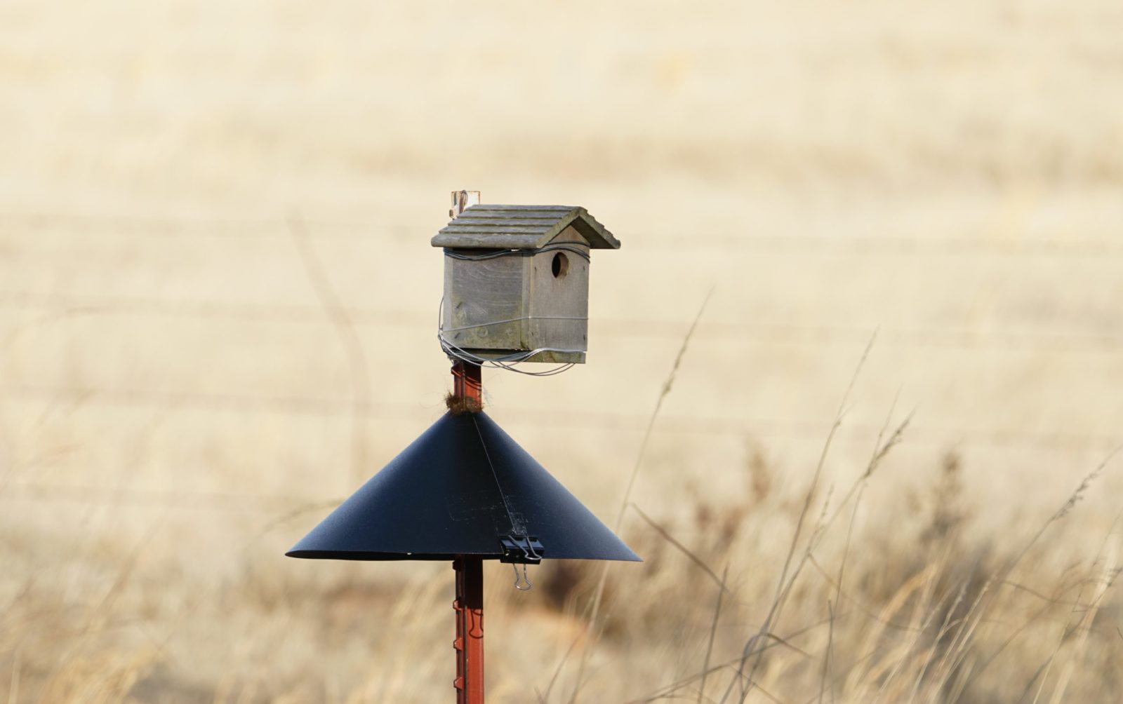 Do this to protect your bluebird houses from predators - Planters Place