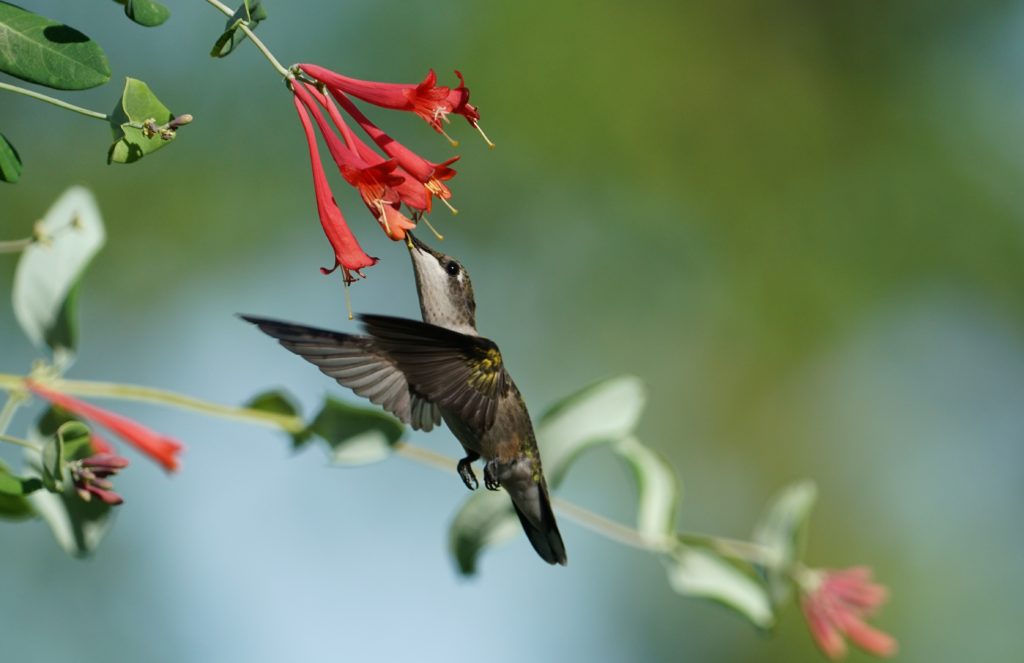 hummingbird feeding on coral honeysuckle