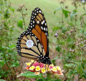 tagged monarch