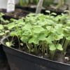 arugula seedlings growing thickly in a square pot