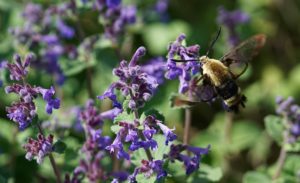 Cats Pajamas Catmint