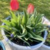 Planting Tulips in Pots