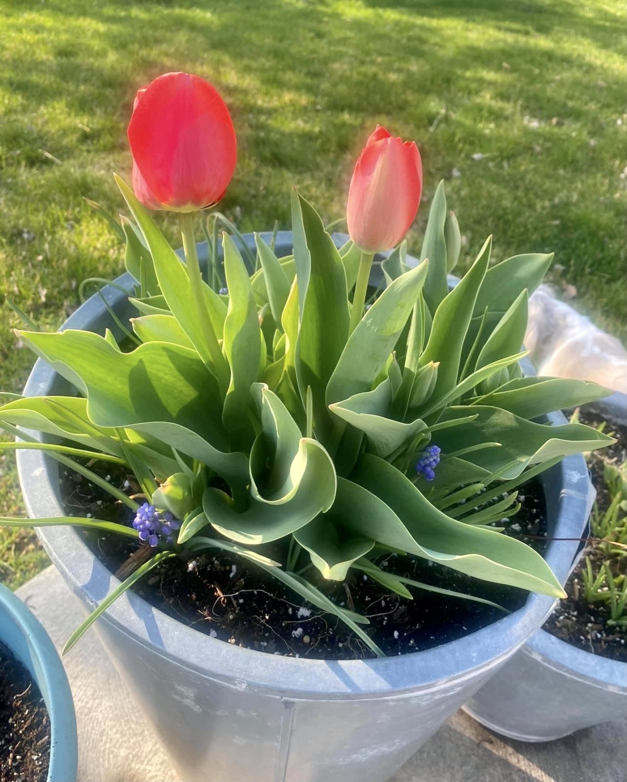 Planting Tulips in Pots - Planters Place