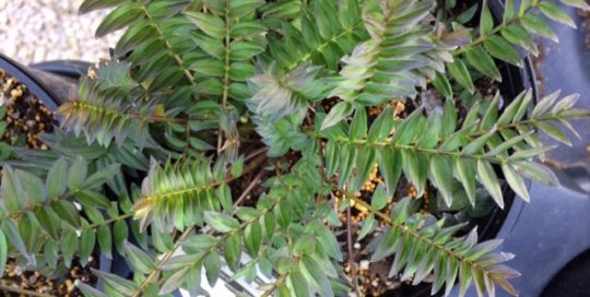 Bressingham Purple foliage