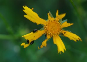 coreopsis flower being eaten by beetles