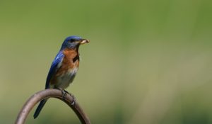 bluebird with insect to feed young
