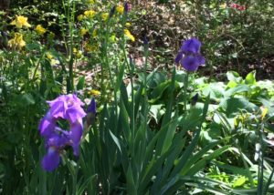 Picture of iris and butterweed