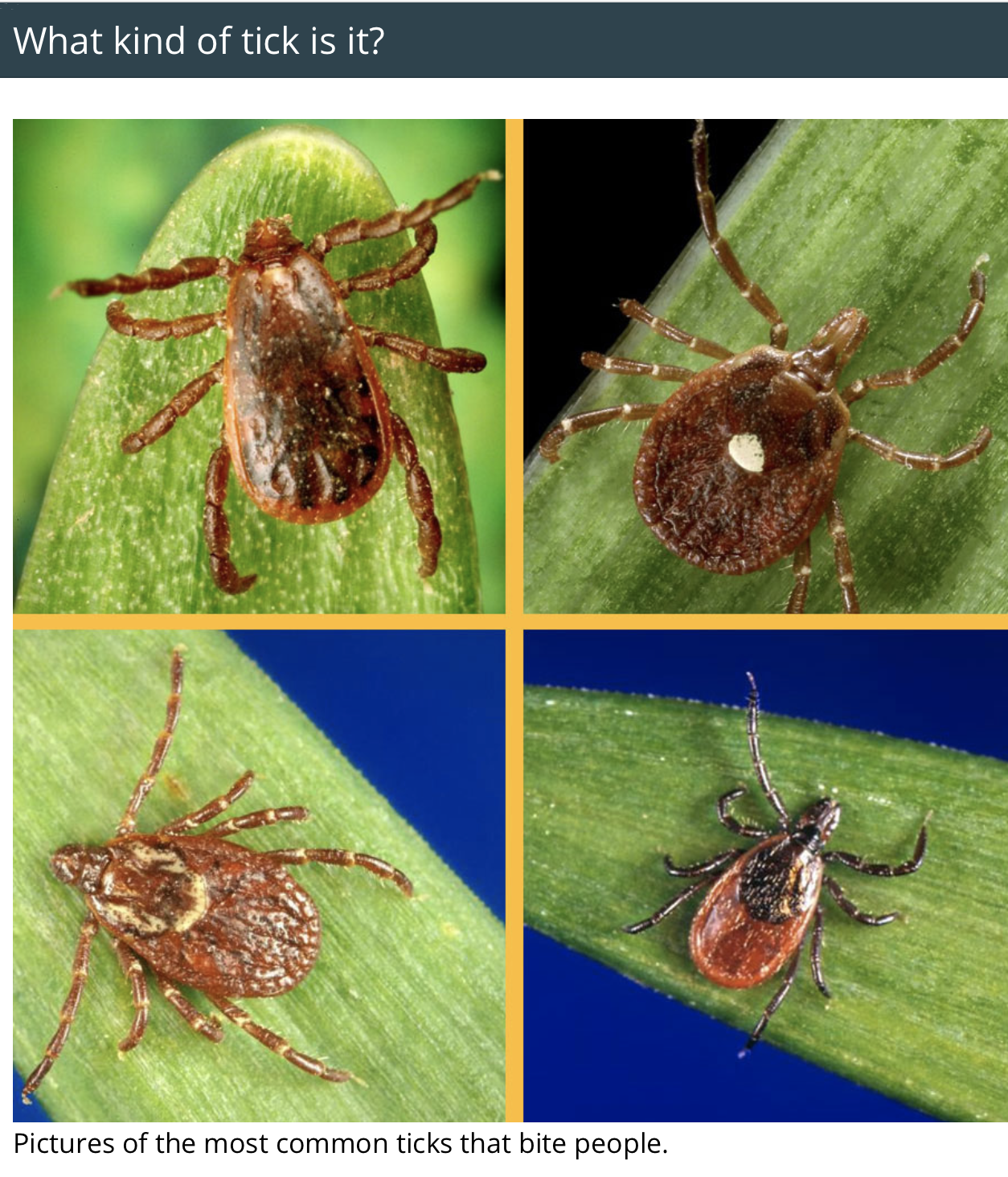 Ticks - Lyme Disease