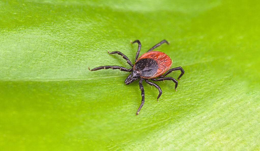 What to Know About Ticks and Lyme Disease - Planters Place