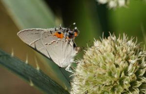 gray hairstreak on rattlesnake master