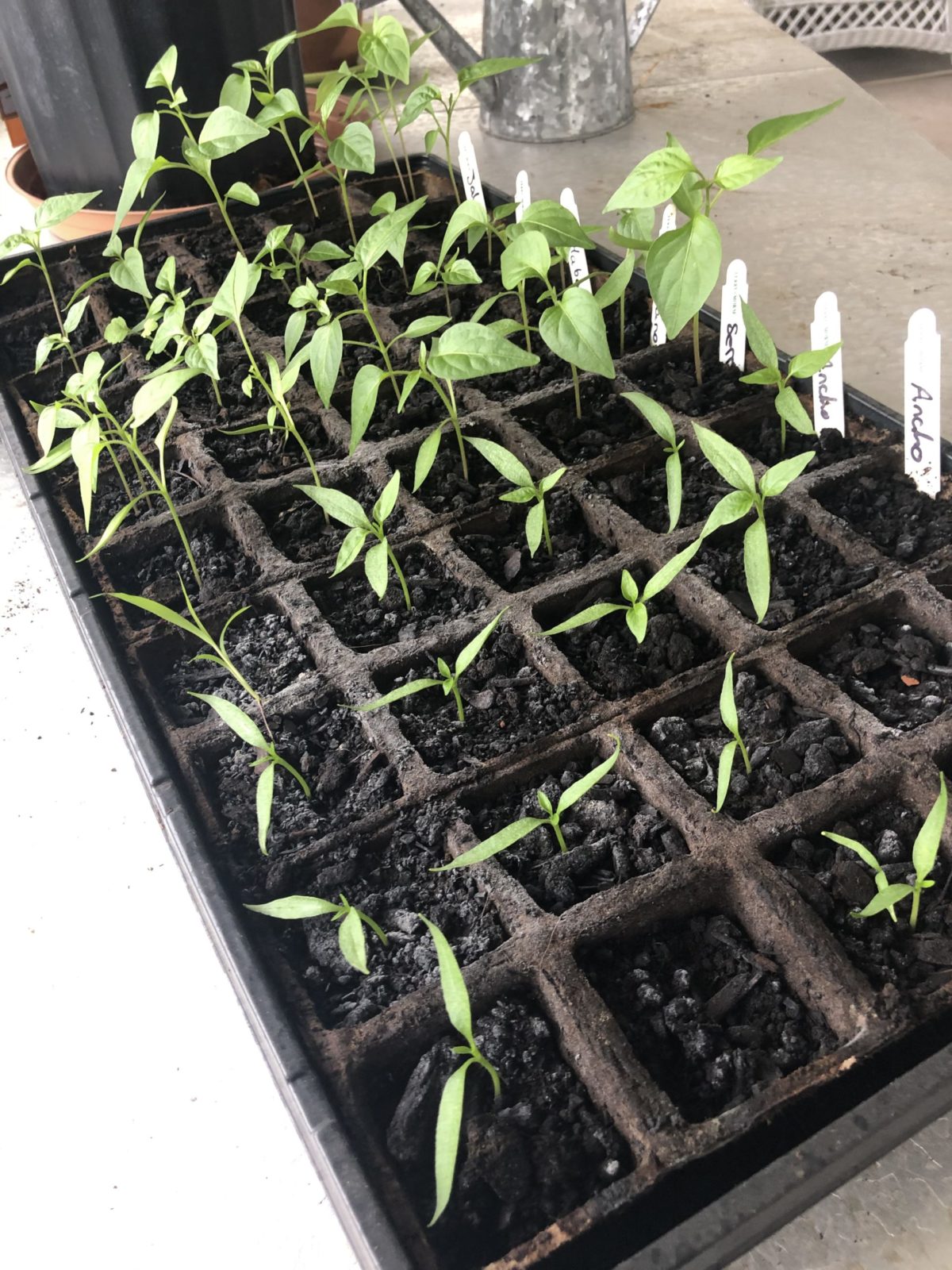 Finding Space to Start Seeds Indoors