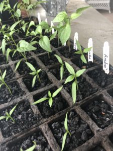 Pepper seedlings