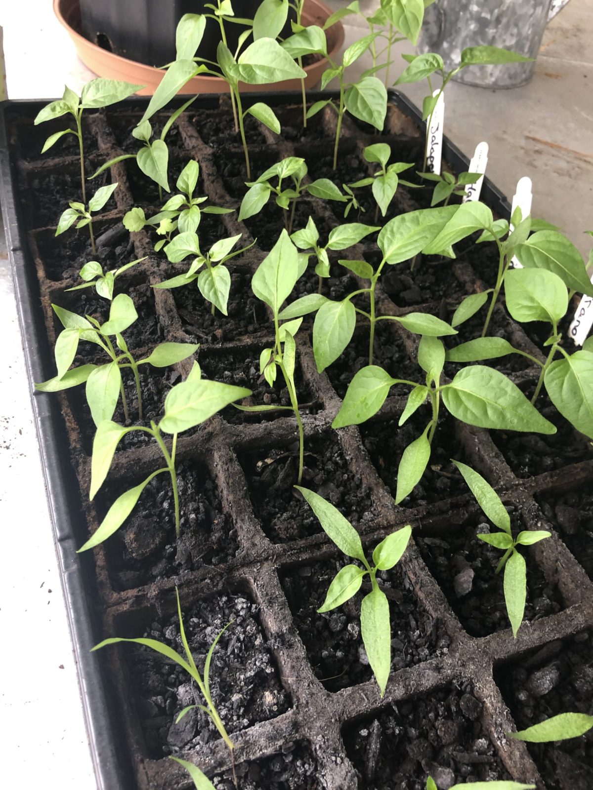 Pepper seedlings