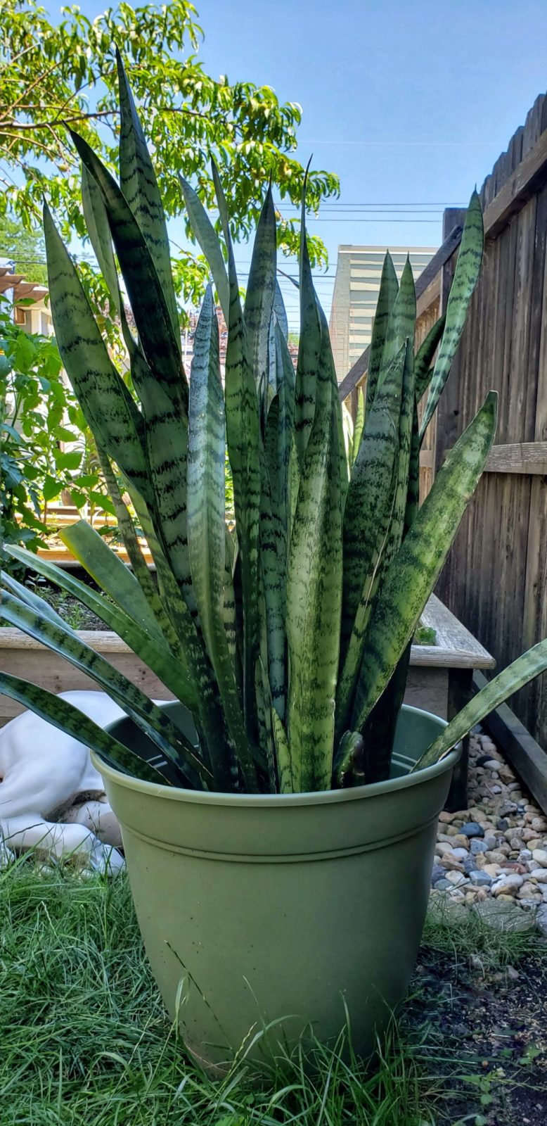string of bananas succulent Senecio String of Bananas 4 inch / Plastic Pot main image 1