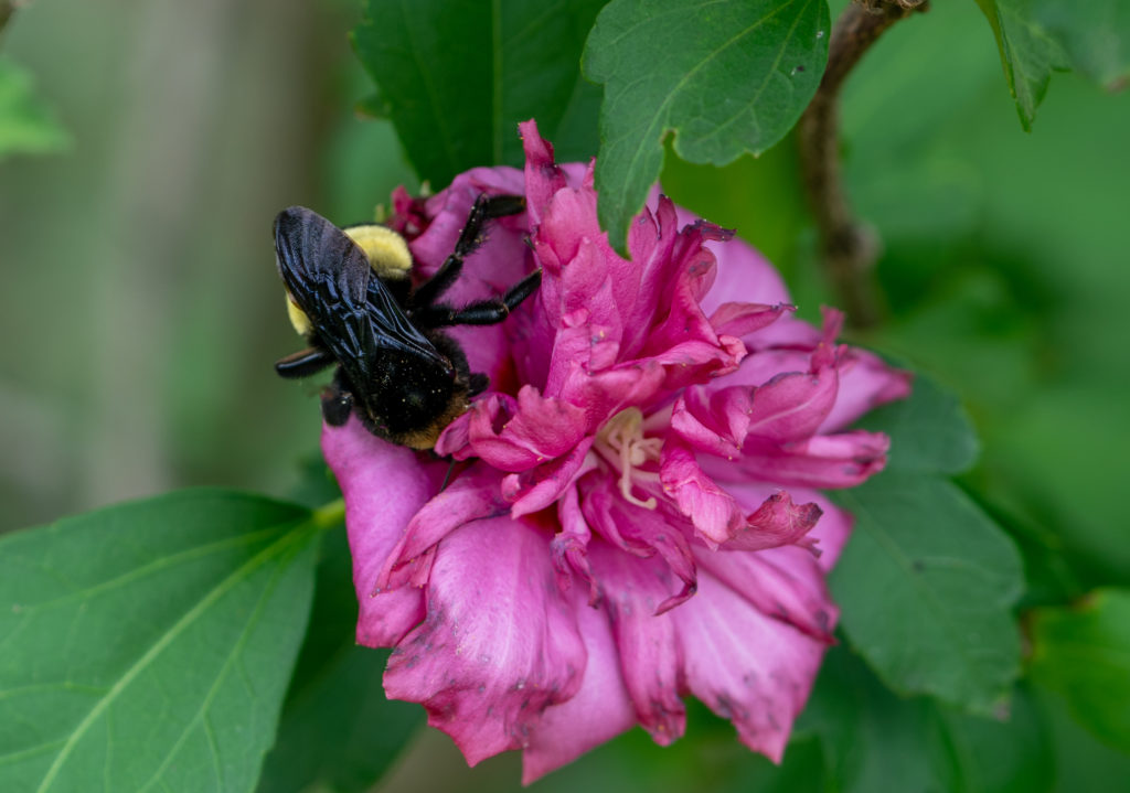 bumble bee on rose of Sharon