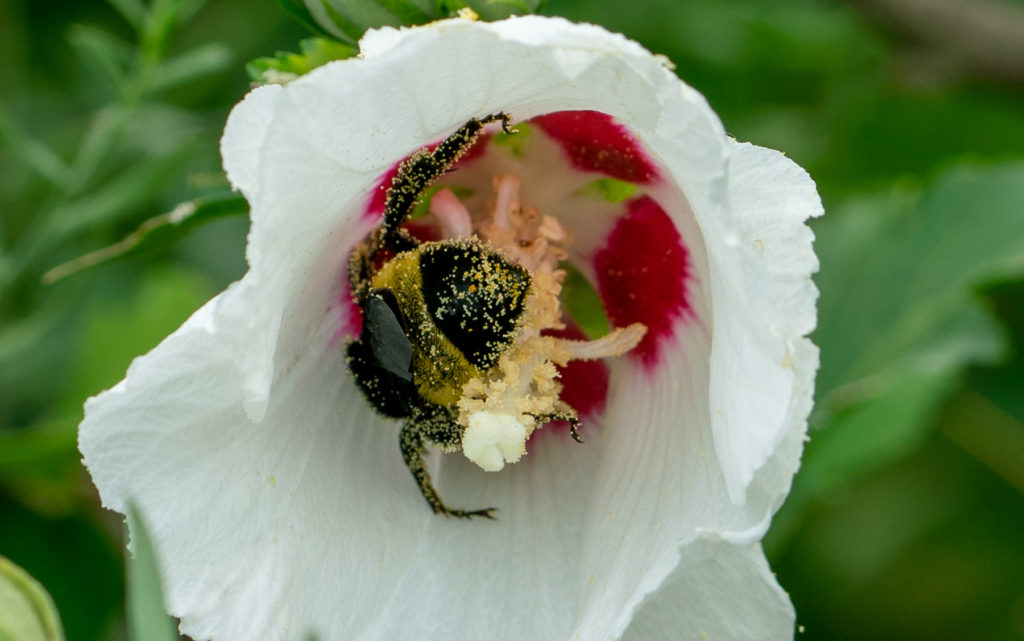 bumble bee in rose of Sharon