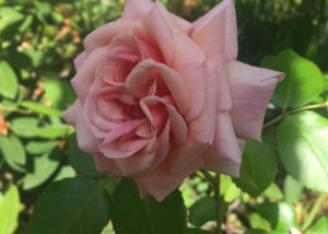 Doorakian Rose Seedling