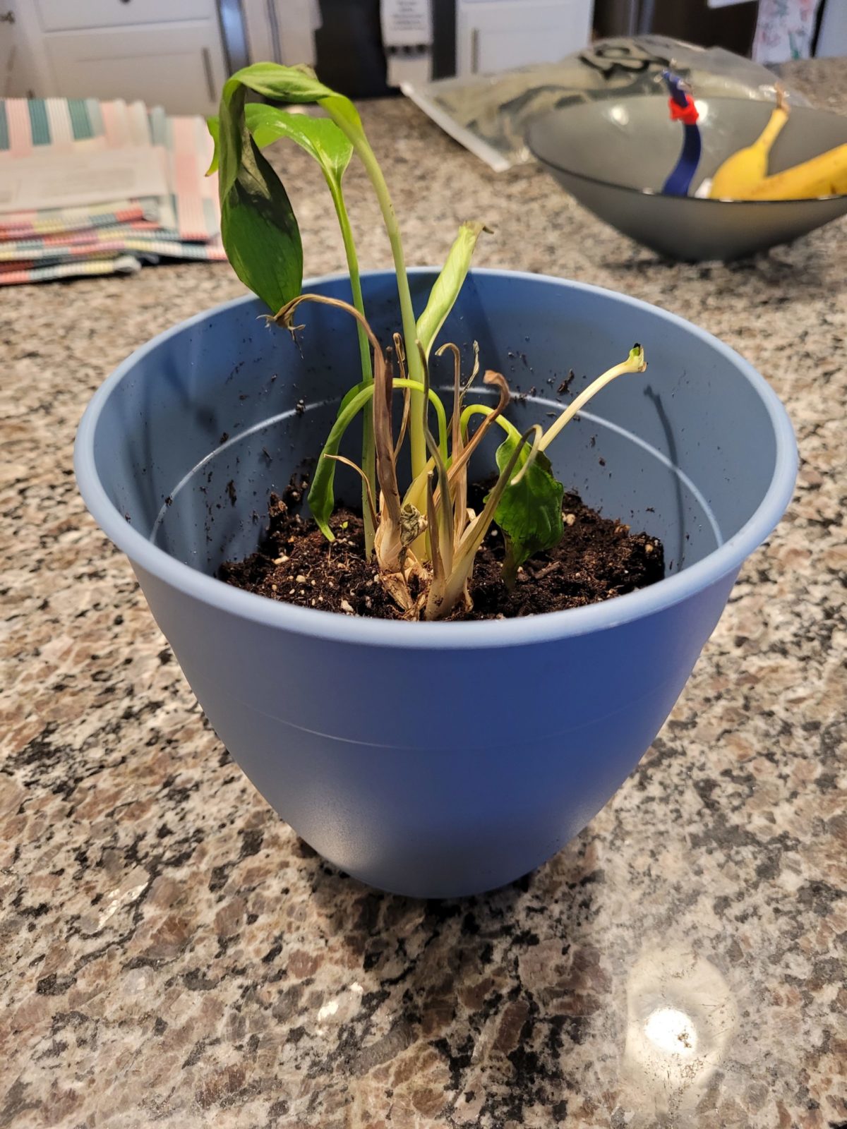 Plant is dying Planters Place