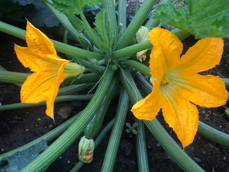 Soft Rot on Early Zucchini