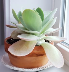 Kalanchoe on windowsill.