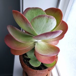 Kalanchoe luciae