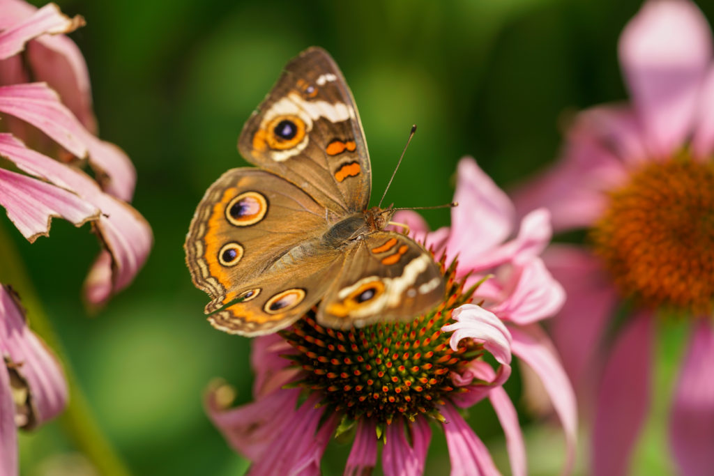 common buckeye butterfly on coneflower