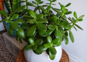 Tips For Watering Your Houseplant
