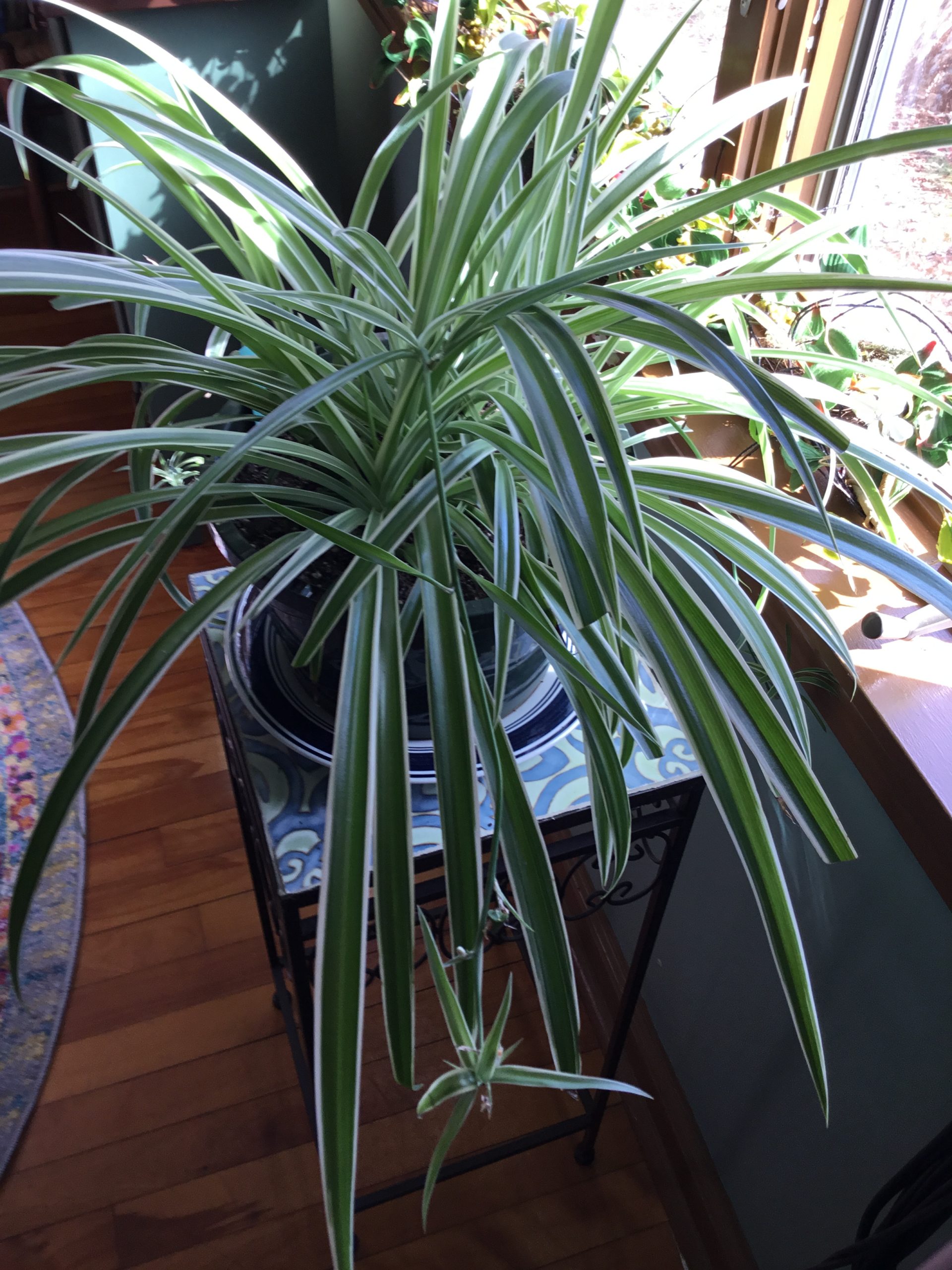 Variegated spider plant - Planters Place