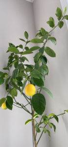 lemon