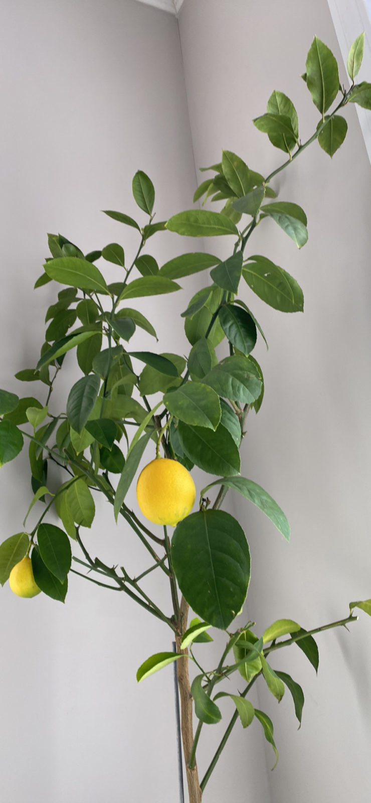 When will my lemon tree produce fruit? Planters Place