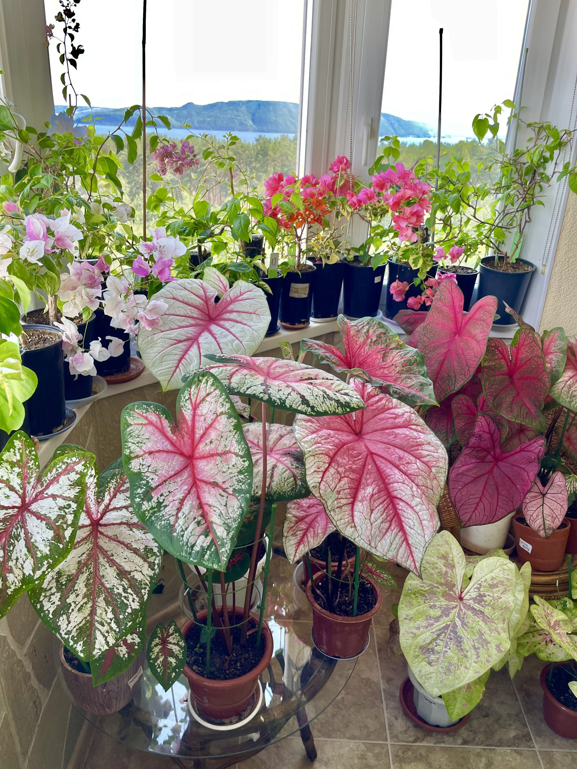 How are these caladiums popping up? - Planters Place