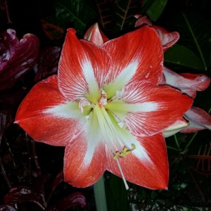 amaryllis